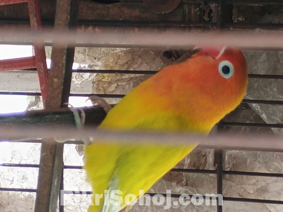 Lutino yellow Fischer breeding pair(লুতিনো ইয়েলো ফিশার)